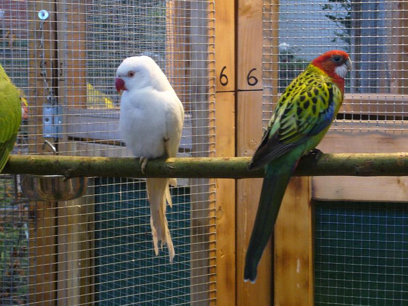 Ortsschau Langenberg 2008 253.jpg - Prachtrosella und Prince-of -Wales Sittich von Norbert Entrup Preis al 95